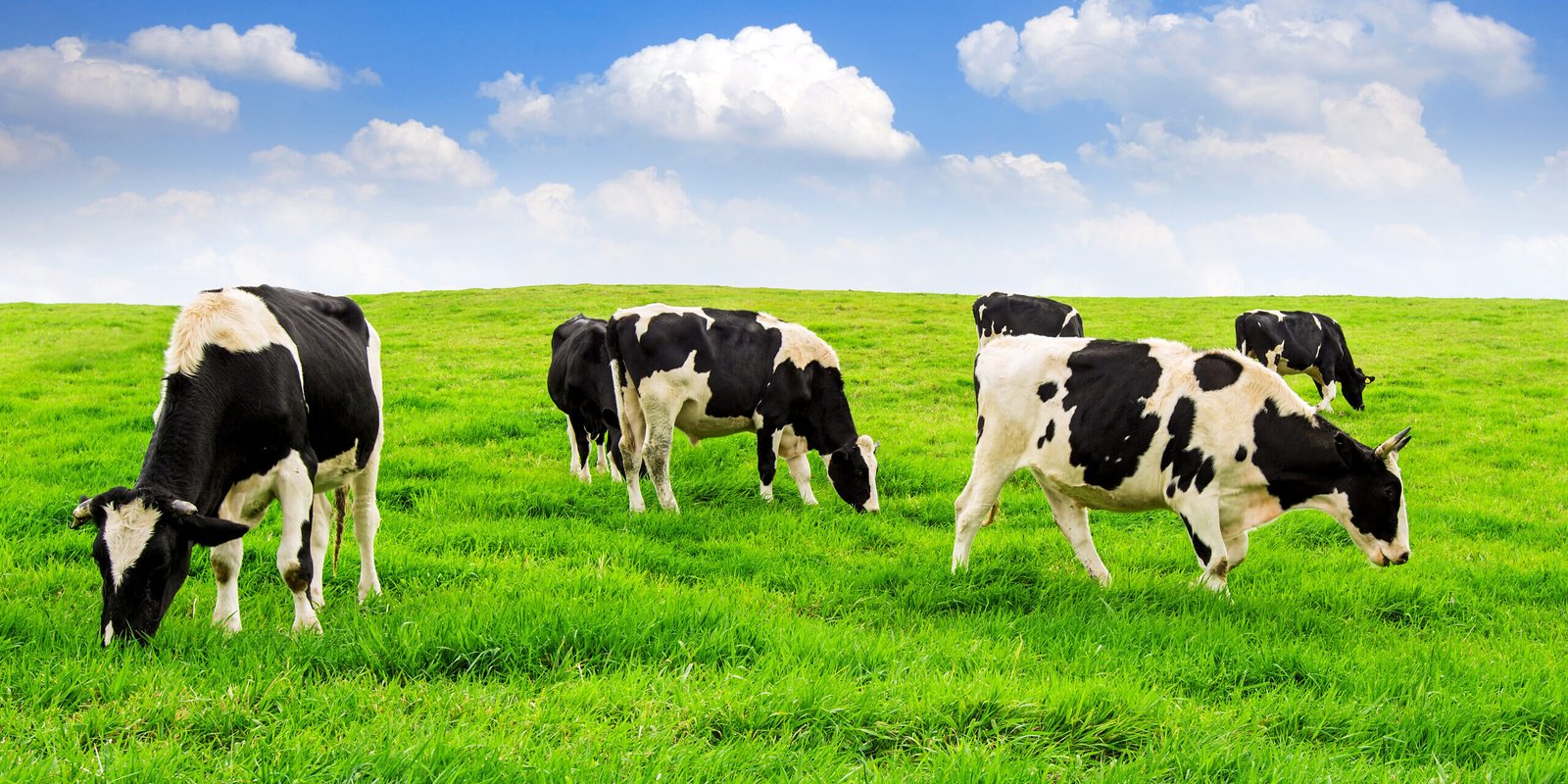 Cows on a green field and blue sky.
