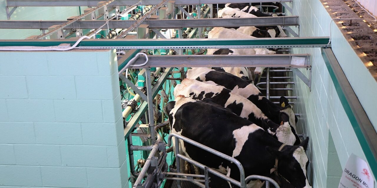 milking-1805390_1280