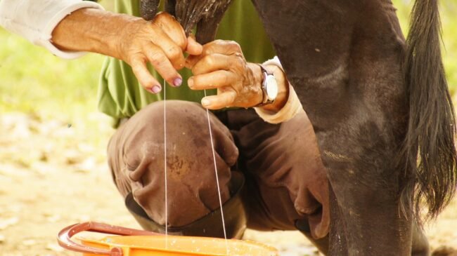 milking-2553520_1280