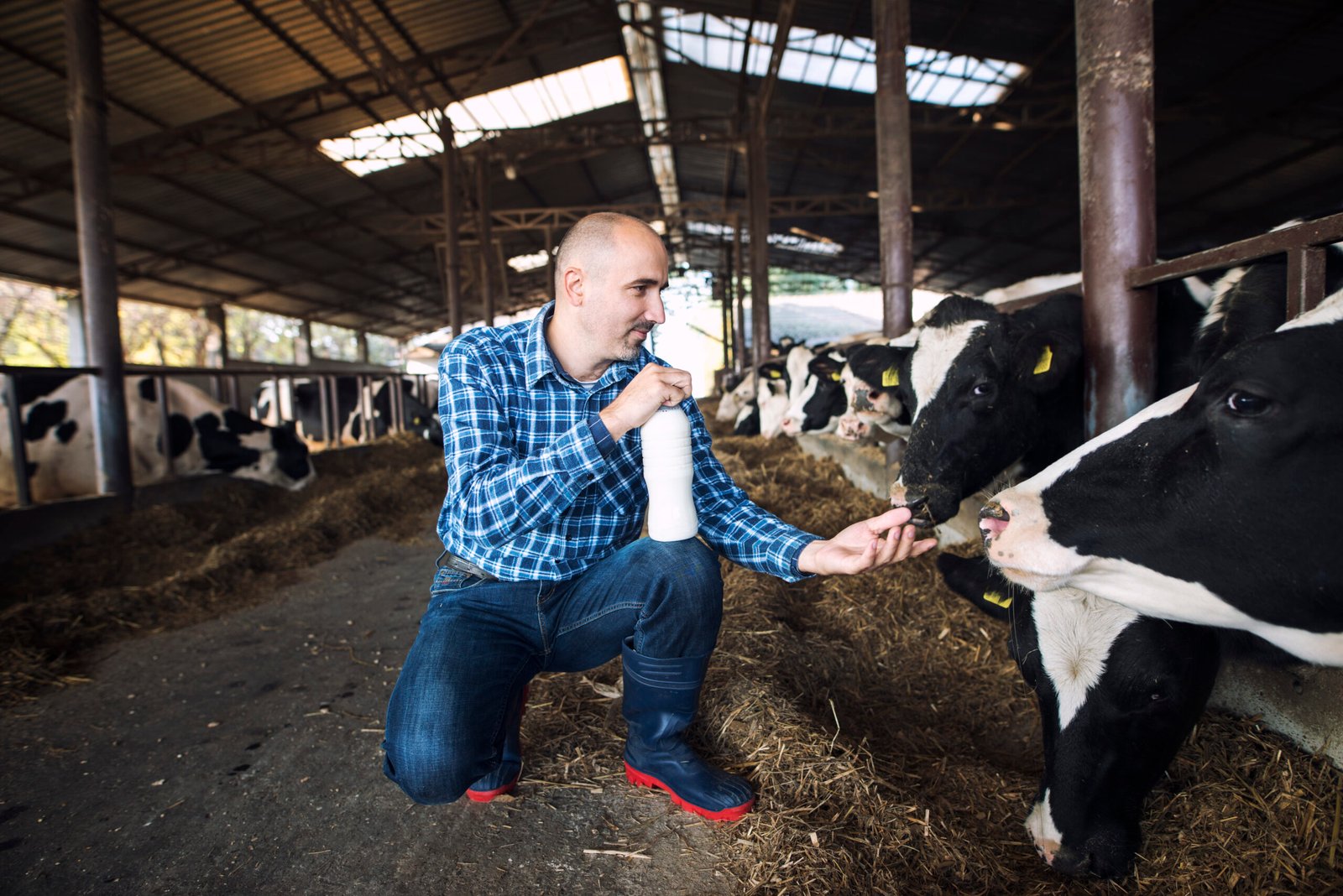 Farmer standing at cow’s farm and holding bottle of fresh milk while cows eating hay in background.