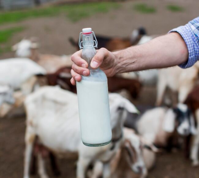 close-up-man-holding-bottle-goats-milk