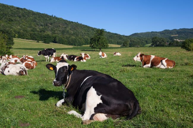 Herd of cows producing milk for Gruyere cheese in France in the spring