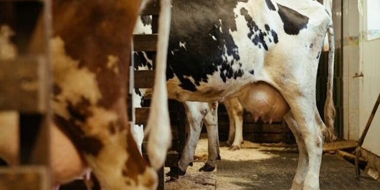 67dace2c8e504272948bf6c7a5802440