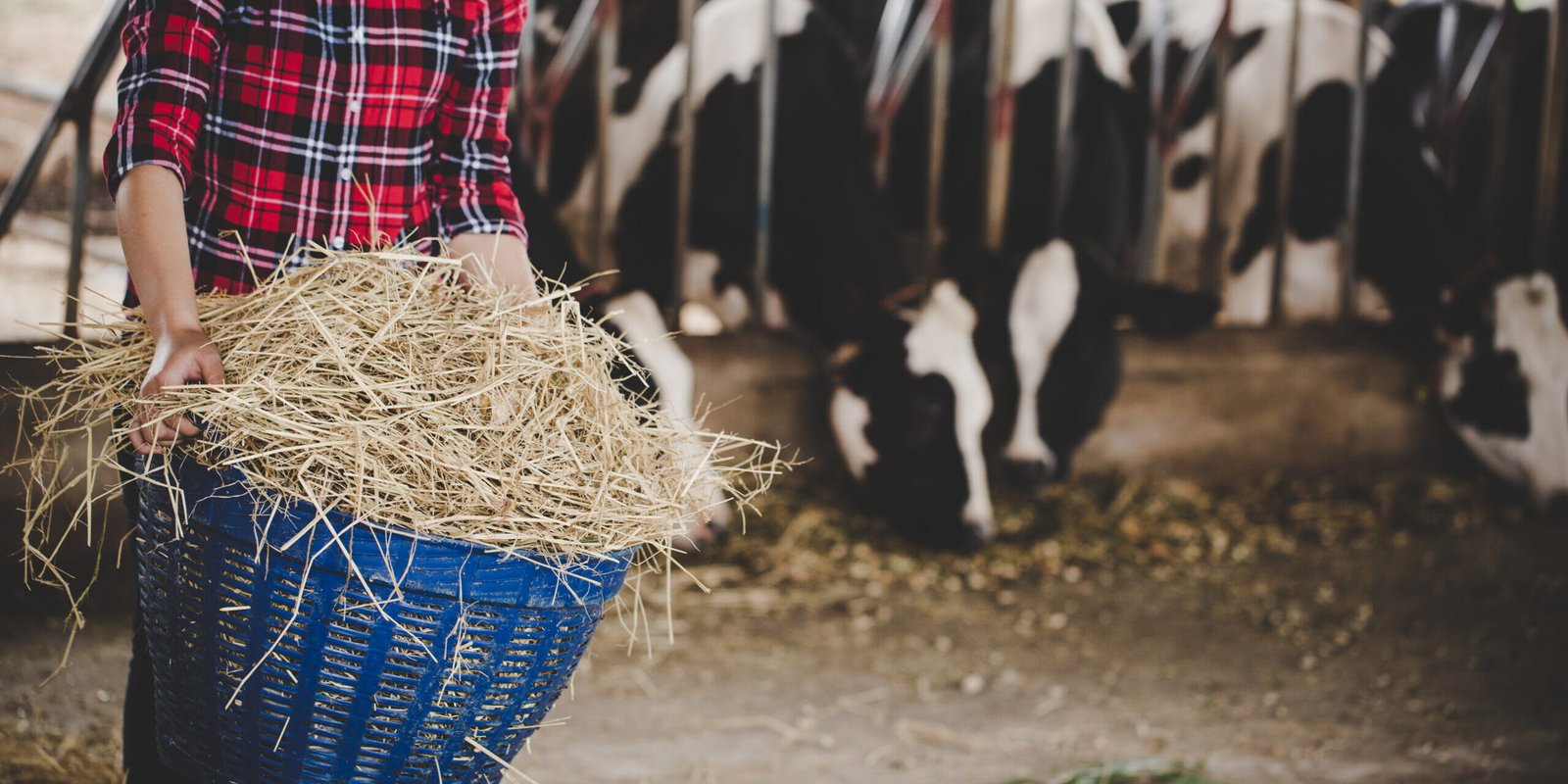 Young woman working with hay for cows on dairy farm