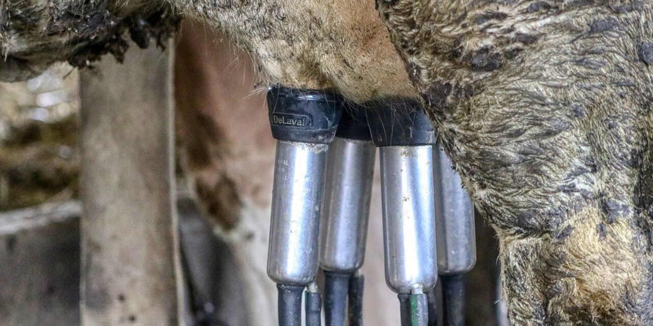 dairy-farm-5155257_1280