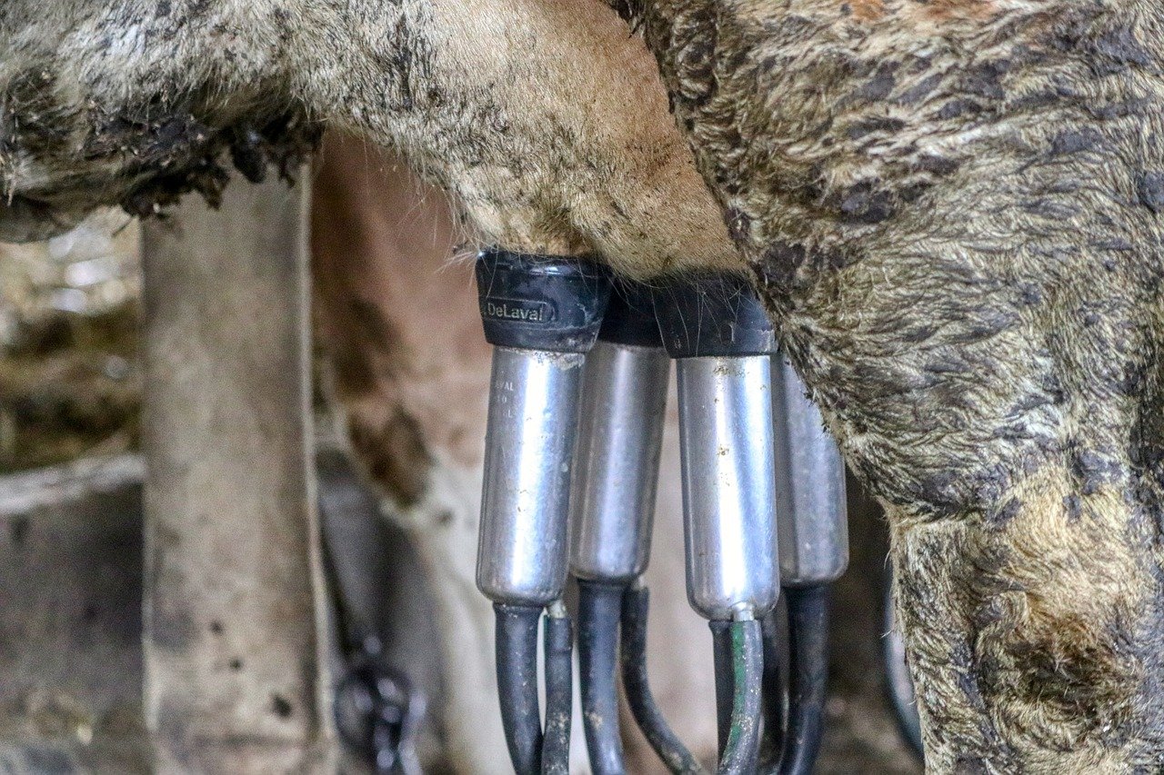 dairy-farm-5155257_1280